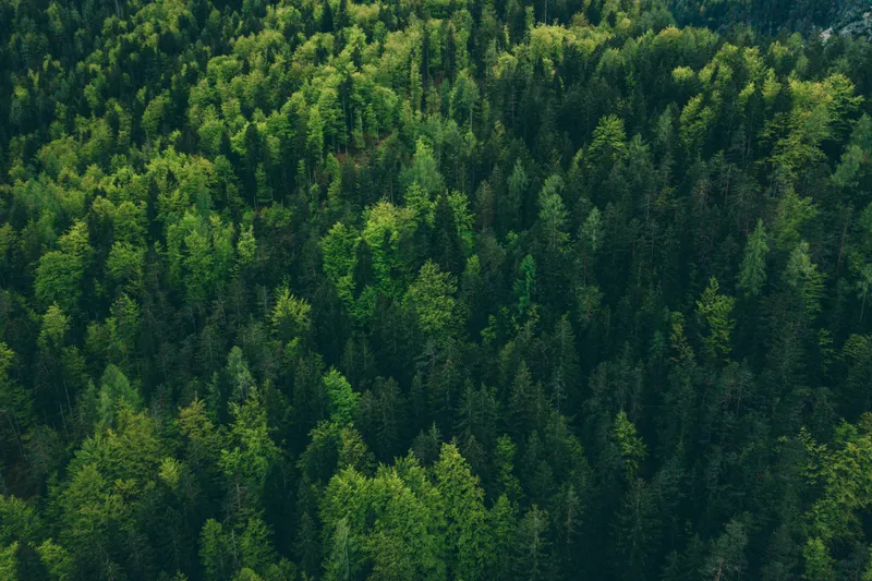 Inside Forrester's Wave: How Customer Obsession Shapes Modern Vendor Analysis