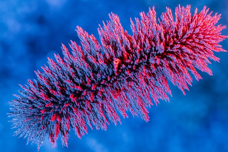 NYU Abu Dhabi AI Tool Unlocks Microalgae Proteins 10,000 Times Faster