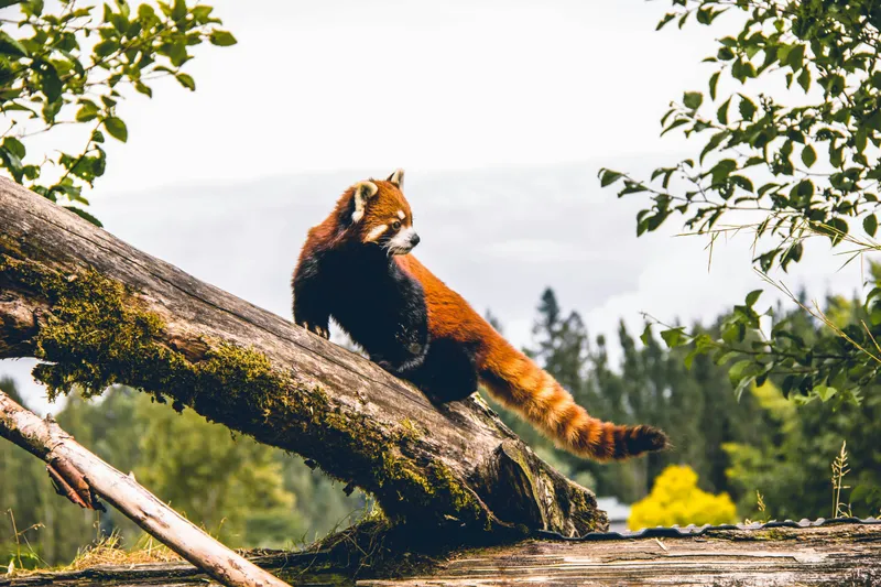 Redpanda Launches Agentic Data Plane and Acquires Oxla